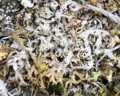 Phaeophyscia constipata