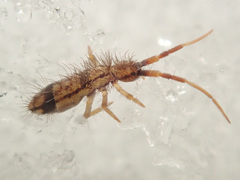 Orchesella flavescens