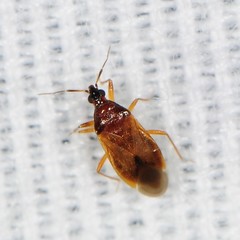 Amphiareus obscuriceps
