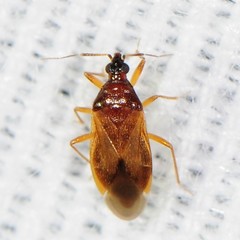 Amphiareus obscuriceps