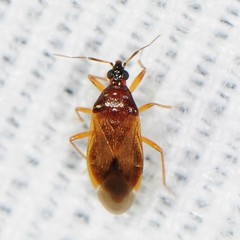 Amphiareus obscuriceps