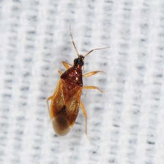 Amphiareus obscuriceps