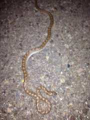 Arizona elegans occidentalis