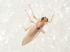 Lonchoptera scutellata