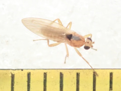 Lonchoptera scutellata
