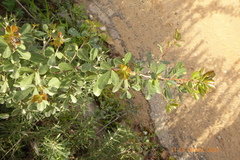 Searsia tripartita