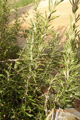 Salvia rosmarinus