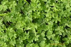 Oxalis pes-caprae