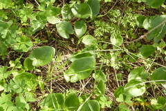 Arisarum vulgare