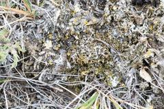 Phaeophyscia constipata