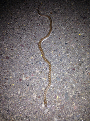 Arizona elegans occidentalis