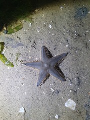 Astropecten indicus