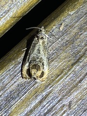 Olethreutes hamameliana