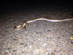 Arizona elegans occidentalis