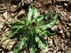 Cirsium simplex