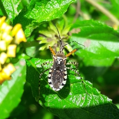 Cosmoclopius nigroannulatus