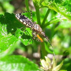 Cosmoclopius nigroannulatus