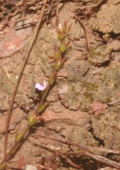 Muraltia ericoides