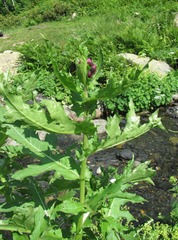 Cirsium sychnosanthum