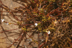 Muraltia ericoides