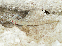 Pristurus rupestris