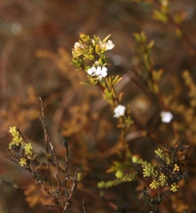 Muraltia ericoides