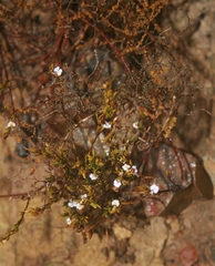 Muraltia ericoides