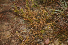 Muraltia ericoides