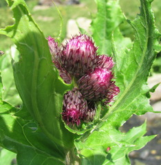 Cirsium sychnosanthum