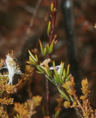 Muraltia ericoides