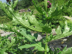 Cirsium sychnosanthum