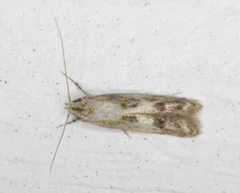 Blastodacna atra