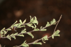 Hermannia diversistipula