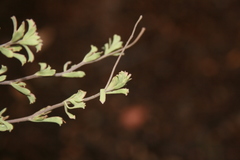 Hermannia diversistipula