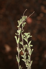 Hermannia diversistipula