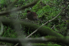 Tragopan temminckii