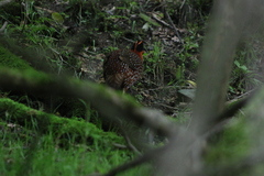 Tragopan temminckii