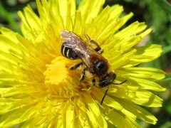 Andrena dorsata