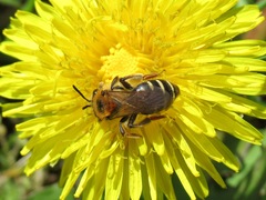 Andrena dorsata