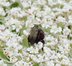 Lepidargyrus ancorifer