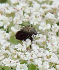 Lepidargyrus ancorifer