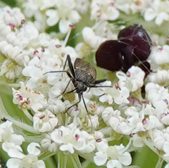 Lepidargyrus ancorifer