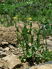 Senecio kolenatianus