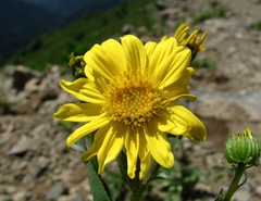 Senecio kolenatianus