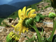 Senecio kolenatianus