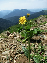 Senecio kolenatianus