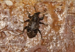 Heilipodus naevulus