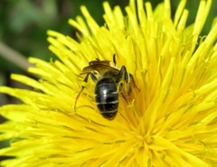 Andrena dorsata