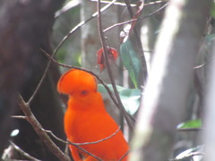 Rupicola rupicola
