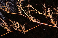 Reynoutria × bohemica